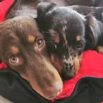 Jack & Steffi Hinrichsen - @dachshund_jack.steffi_br - Instagram