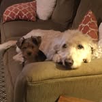 Jack hinrichsen - @hinrichsen_dog - Instagram