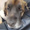 Jack hix - @hunde_kanall - TikTok