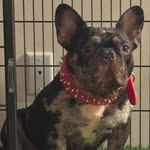 Home of Champions - @jackhoagalinokennel - Instagram