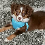 Jack the Toy Aussie 🐾 - @jack.hoffer - Instagram