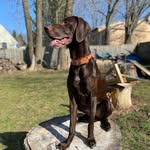 Jack Hole - @jackson_the_gsp - Instagram