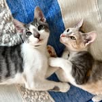 Jack, Holly, & Bruce - @3kittytails_jhb - Instagram