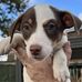 Jack Russell Puppies Needing Homes - Facebook