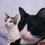 Jack & Hope - @folgatos - Instagram