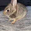 Jack hopper - @savingabunnyjourney - TikTok