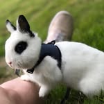 Rabbit model - @jackhoppington - Instagram