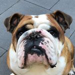 Jack van t Houkje - @jackvanthoukje - Instagram