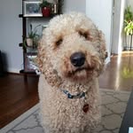 Cooper Jack Bristow Houle - @cooperdoodlehead - Instagram