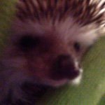 Jack Howlett - @jack_howlett_the_hedgehog - Instagram