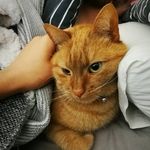Jack Howlett - @mr_jack_the_cat16 - Instagram