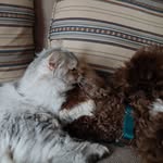 Huckleberry and Pepper Jack - @huckleberryandpepperjack - Instagram