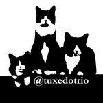 Ben, Jack & Hugo | Tuxedo Cats - @tuxedotrio - Instagram