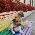 Jack & Hugo - @jacknfluffysworld - Instagram