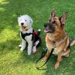 Jack & Hugo 🐕🐶 - @hugoyjack - Instagram