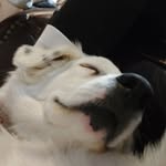 Jack Human - @_jack_human - Instagram