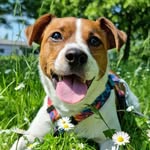 Jack Russell Terrier Chase & human Sasha |🐶| Dogblog - @sasha.with.russell - Instagram
