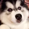 🖤Fly high Jacky boy🪽 - @jack_the_huskey - TikTok