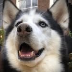 Jack de Huskey - @jackdehuskey - Instagram
