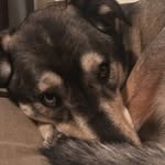 Jack Smith - @jack__the__huskey__ - Instagram