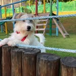 Alex Jack Hussel Terrier - @alex_jackhussel - Instagram