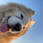 Jack Husky Wolf - @jack_husssky - Instagram