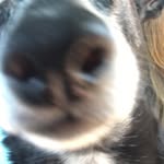 Jack Hutson - @xjack_thedogx - Instagram