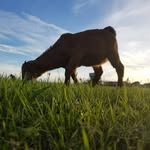 jack ibarra - @jack_the_goat_11 - Instagram