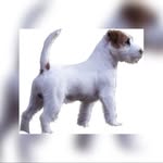Jack Russell Terrier - @jrt.jackicemel - Instagram