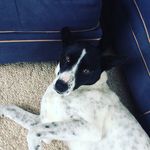 Jack Pickle Imhof - @giant_artic_chiewawa - Instagram