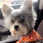 R.I.P 🙏🏽 Jaxz 🐾 - @jackinoffwitjaxz - Instagram