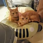 Jack+Kirby=GingerKittyBros - @jackandkirbythegingerkittybros - Instagram