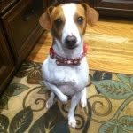Jackson (Jack) Isbell - @jacksonthejackrussell - Instagram