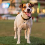 Jack-O  🐶 - @jack_ito - Instagram