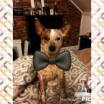 #jackjackman - @jackjackman.thedog - Instagram