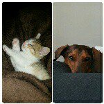 Jack & Jaffa Cooper - @jack_y_jaffa - Instagram