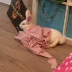 Jack Jerome Kabran - @jackjerome_therabbit - Instagram