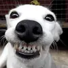 jack jester - @jack.jester7 - TikTok