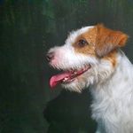 Jester Jack Kennel - @jesterjackkennel - Instagram