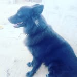 Jack JoLin - @jackthabully - Instagram