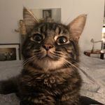 Jack Kaplan - @justjackthatcat - Instagram