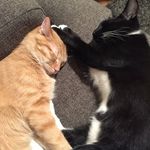 Jack&Katz - @jackandkatz - Instagram