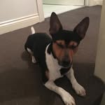 Jack - @jack_kennas_dog2 - Instagram