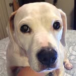 Jack Kerouac - @jackkerouacthedog - Instagram
