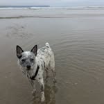 Jack Kerouac 🐶💕 - @jackkerouac_ - Instagram