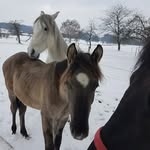 Peggy Blöchlinger - @jack_der_kiger_mustang_hengst - Instagram