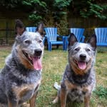Jack & Kimber - @jack.and.kimber - Instagram