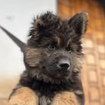 Jack (جَک) - @jack.king.german - Instagram