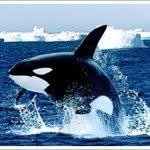 Jack Kinsler Sam Brown Jack E - @lbswhalewarclub - Instagram
