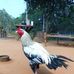 Kittu Jack - Facebook